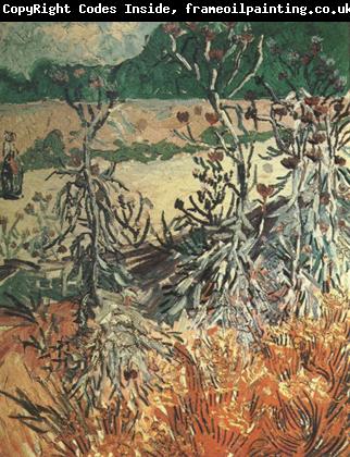 Vincent Van Gogh Thistles (nn04)